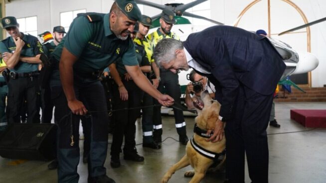 La Guardia Civil cuenta con 621 perros, 156 caballos y un jabalí en plantilla