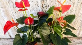 La planta que limpia el aire de tu casa, según Álvaro Pedrera, experto en jardinería