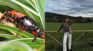 El ‘Picudo Rojo’: la plaga que pone en jaque a las palmeras y preocupa hasta a María Pombo