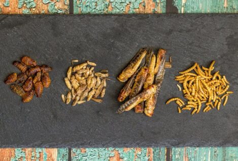 ¿Cuántos insectos deberíamos consumir para sustituir nutritivamente la carne?