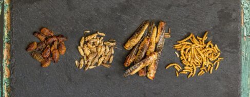 ¿Cuántos insectos deberíamos consumir para sustituir nutritivamente la carne?