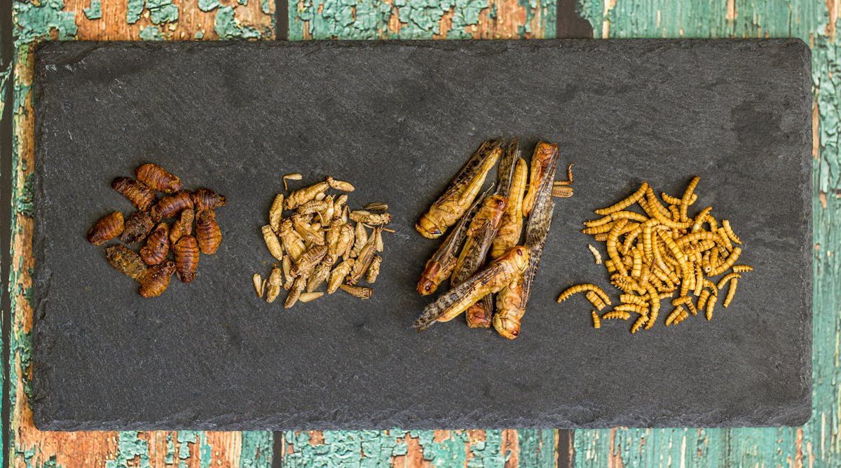 ¿Cuántos insectos deberíamos consumir para sustituir nutritivamente la carne?
