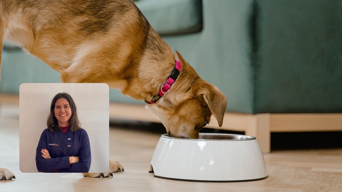 Cómo elegir el mejor alimento para tu perro, según la veterinaria Olga Sanabria