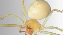 Detectada en Carmona (Sevilla) una nueva especie de araña exótica de origen asiático