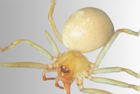 Detectada en Carmona (Sevilla) una nueva especie de araña exótica de origen asiático