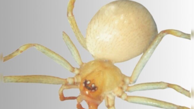 Detectada en Carmona (Sevilla) una nueva especie de araña exótica de origen asiático