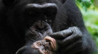 Chimpancés salvajes muestran patrones de apego materno similares a los humanos