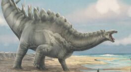 El cráneo de estegosaurio más completo de Europa aparece en Teruel