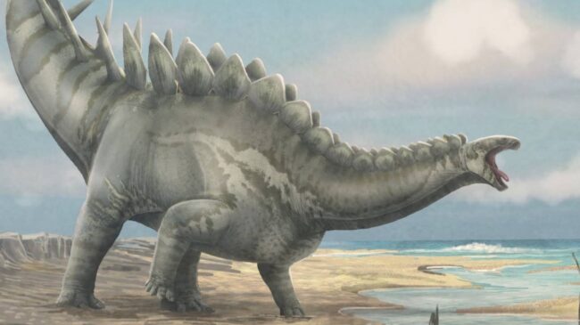 El cráneo de estegosaurio más completo de Europa aparece en Teruel