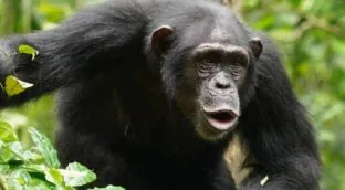 El lenguaje de los chimpancés es mucho más complejo: combinan ritmos y sonidos