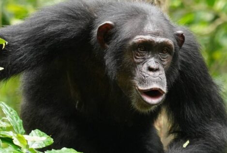 El lenguaje de los chimpancés es mucho más complejo: combinan ritmos y sonidos