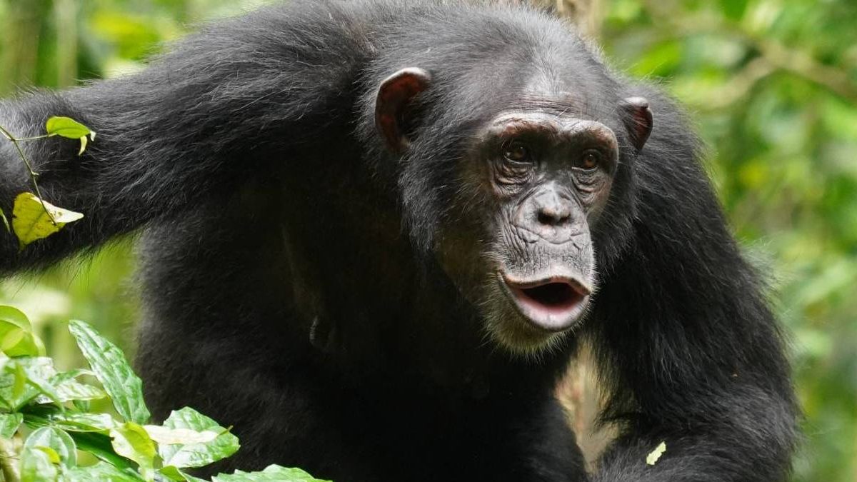 El lenguaje de los chimpancés es mucho más complejo: combinan ritmos y sonidos
