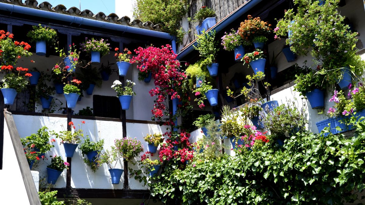 Patios de Córdoba 2025: fechas claves y los bares donde probar flamenquines inolvidables
