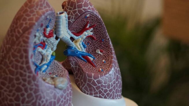 La pérdida de la capacidad pulmonar comienza entre los 20 y los 25 años