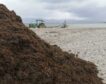 El Gobierno impide a Mango el uso de un alga invasora de Cádiz en plantillas de zapatos