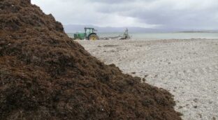 El Gobierno impide a Mango el uso de un alga invasora de Cádiz en plantillas de zapatos