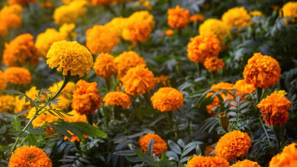 Tagetes erecta: (Canva)