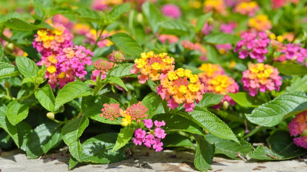 Lantana: (Canva)