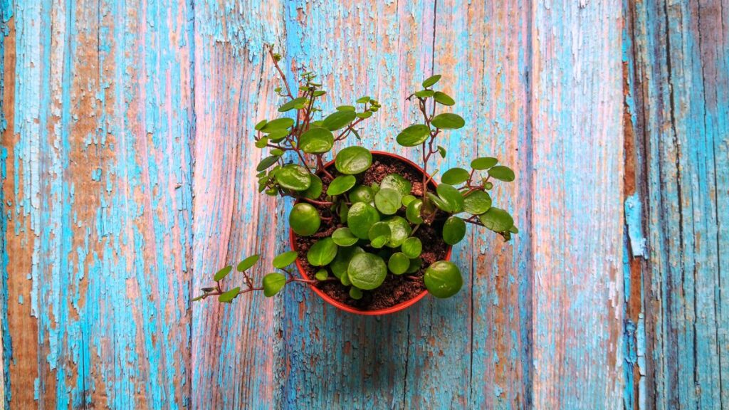 Peperomia: (Canva)