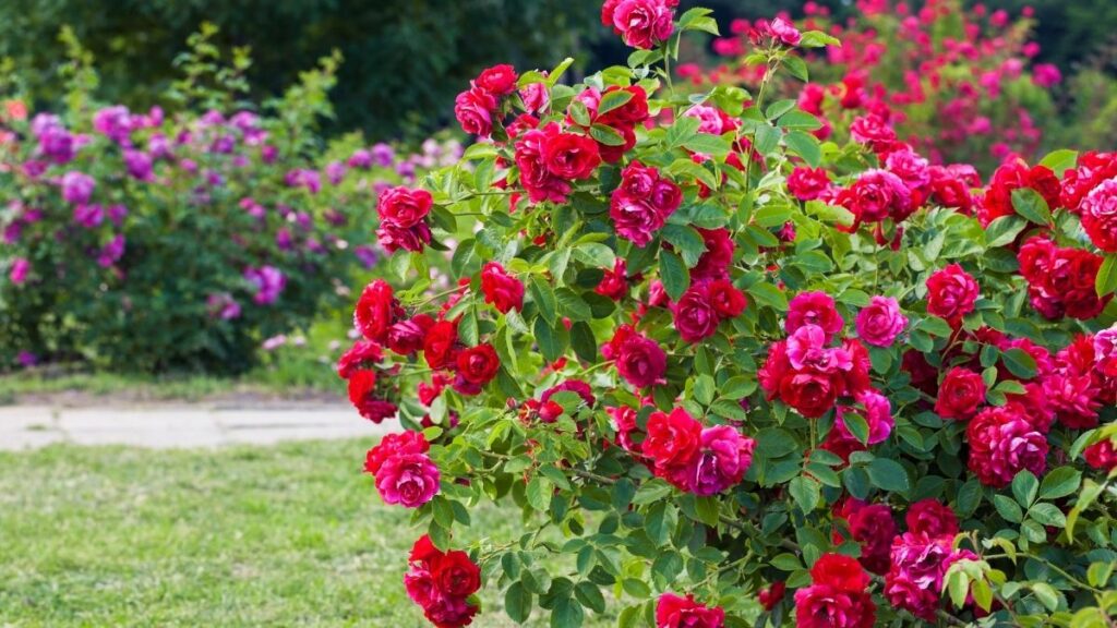 Rosal: (Canva)