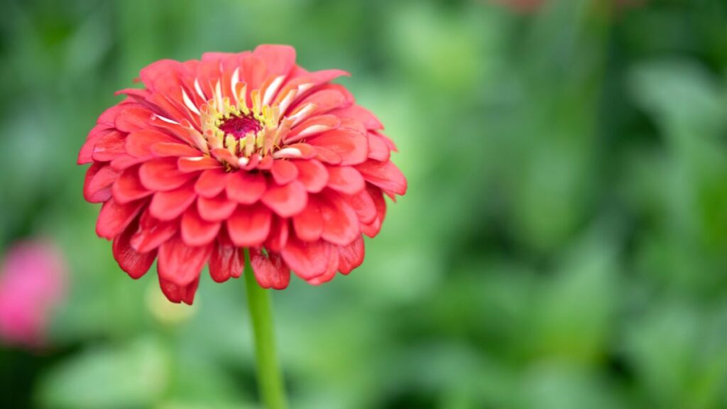 Zinnia elegans: (Canva)