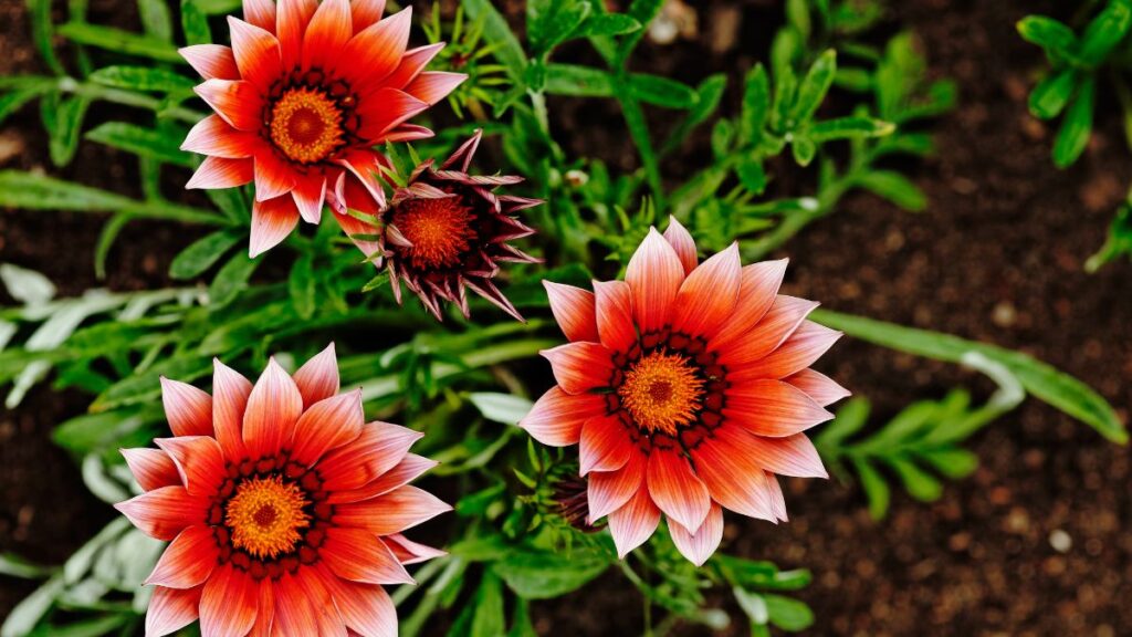 Gazania rigens: (Canva)