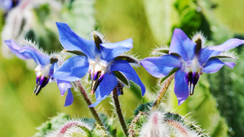Borago: (Canva)