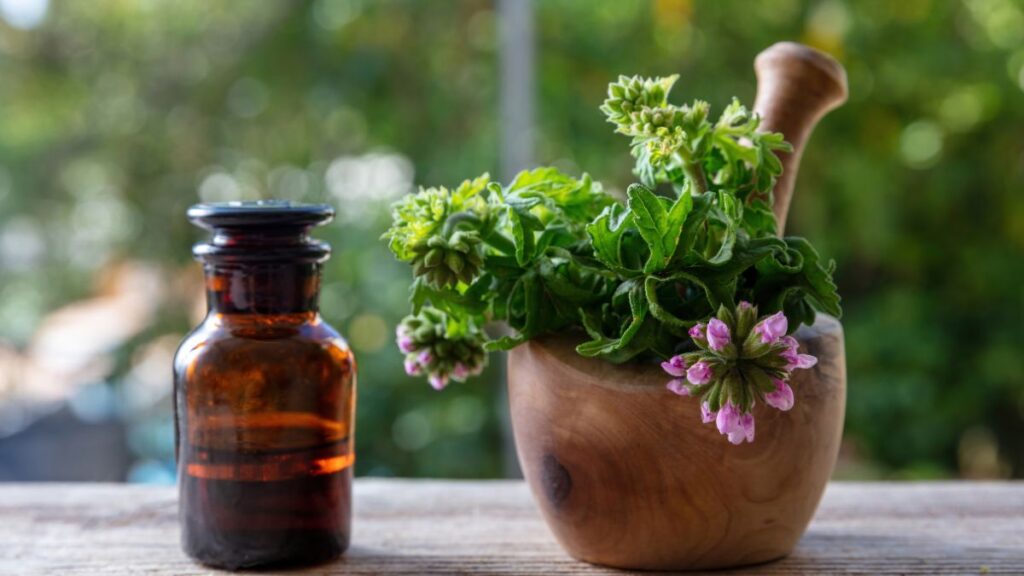 Plantas: (Canva)