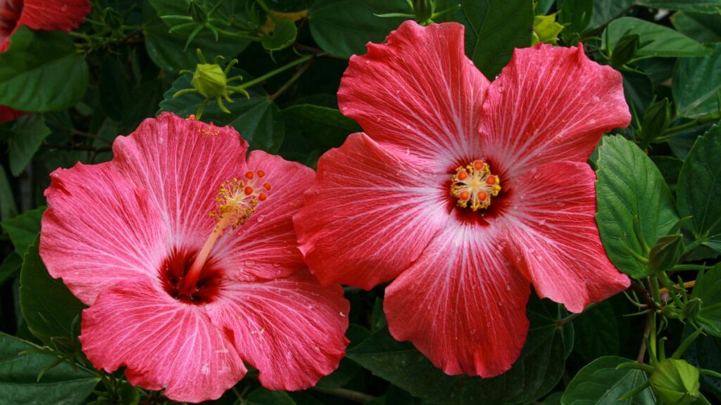 Hibisco: (Canva)