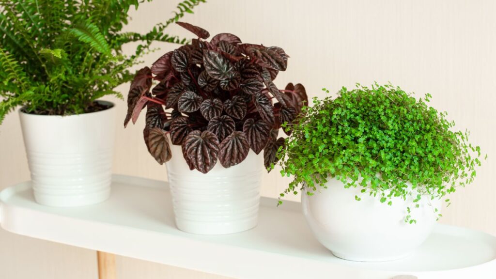 Peperomia con las hojas marrones: (Canva)
