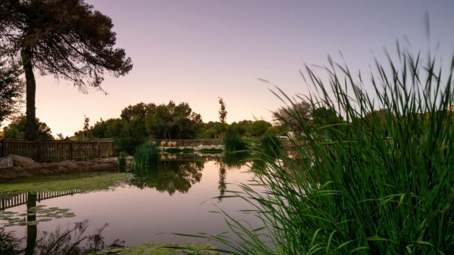 Aprender de la naturaleza para enfrentar el desafío climático