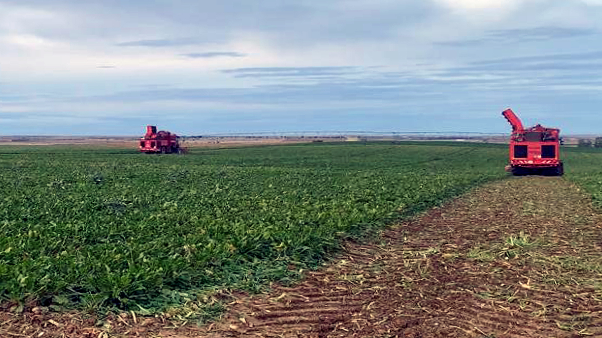 Azucarera anuncia el cierre de su planta en La Bañeza