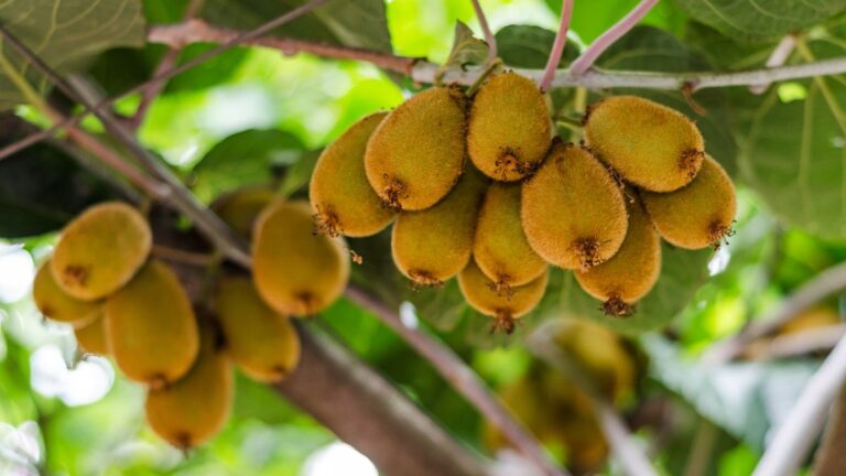 Árbol del kiwi: este es su verdadero nombre y esta es la guía