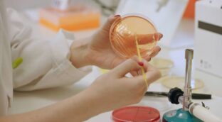 Descubren que la bacteria ‘P. faecium’ de la microbiota protege contra la obesidad