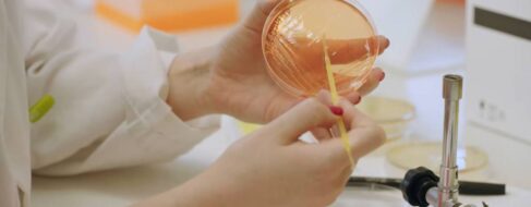 Descubren que la bacteria ‘P. faecium’ de la microbiota protege contra la obesidad