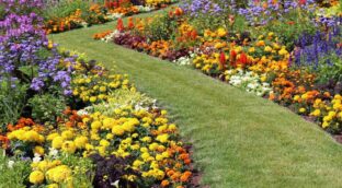 Las flores que puedes plantar en mayo y no se secarán en verano
