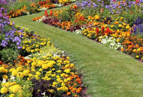 Las flores que puedes plantar en mayo y no se secarán en verano