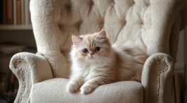 Terapia con gatos: cómo nos ayuda su ronroneo a sobrellevar el estrés y la tristeza