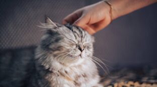 Los gatos domésticos usan su olfato para distinguir entre humanos