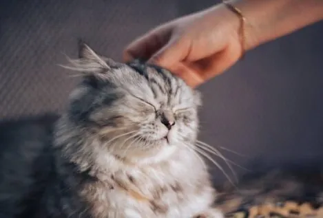 Los gatos domésticos usan su olfato para distinguir entre humanos