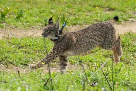 La población de lince ibérico alcanzó los 2.401 individuos censados en 2024, un nuevo récord