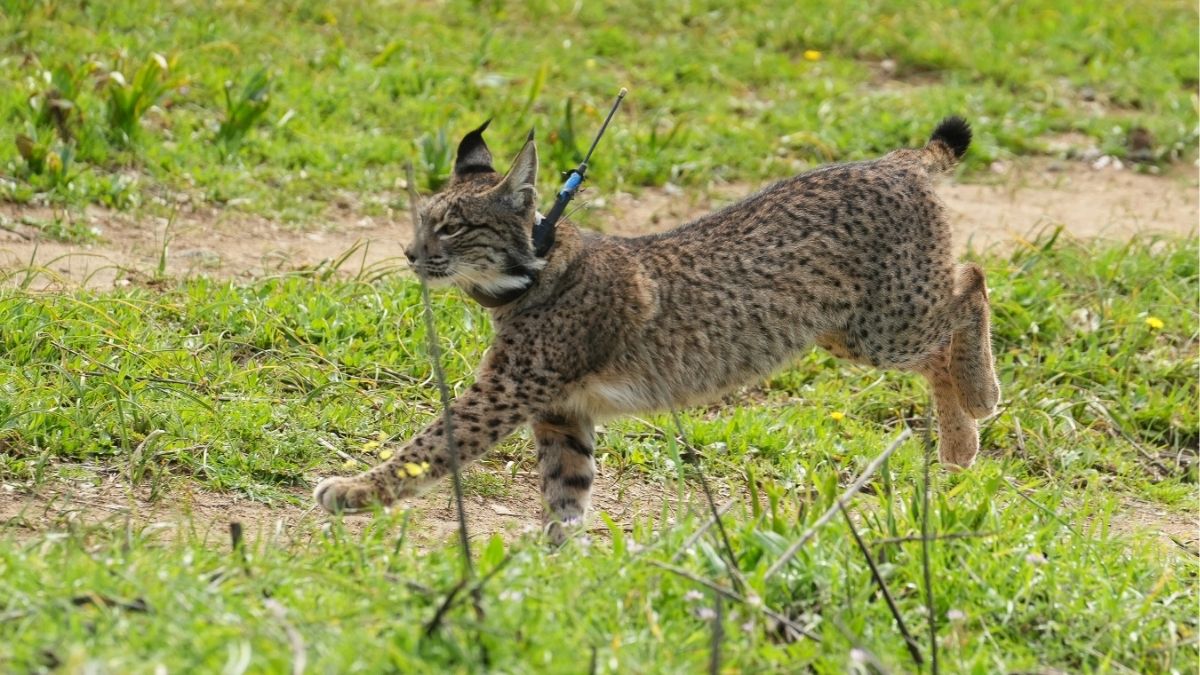 La población de lince ibérico alcanzó los 2.401 individuos censados en 2024, un nuevo récord