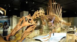 Hallan en Soria los restos del mayor dinosaurio carnívoro del Cretácico Inferior Ibérico