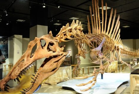 Hallan en Soria los restos del mayor dinosaurio carnívoro del Cretácico Inferior Ibérico