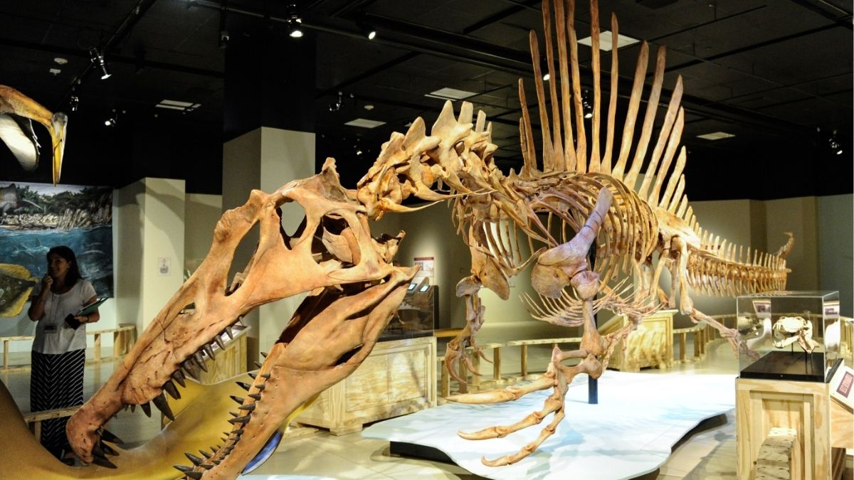 Hallan en Soria los restos del mayor dinosaurio carnívoro del Cretácico Inferior Ibérico