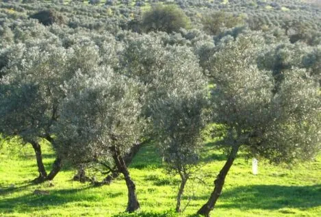 'Renovables forzosas', el documental que alerta de la tala masiva de olivos centenarios