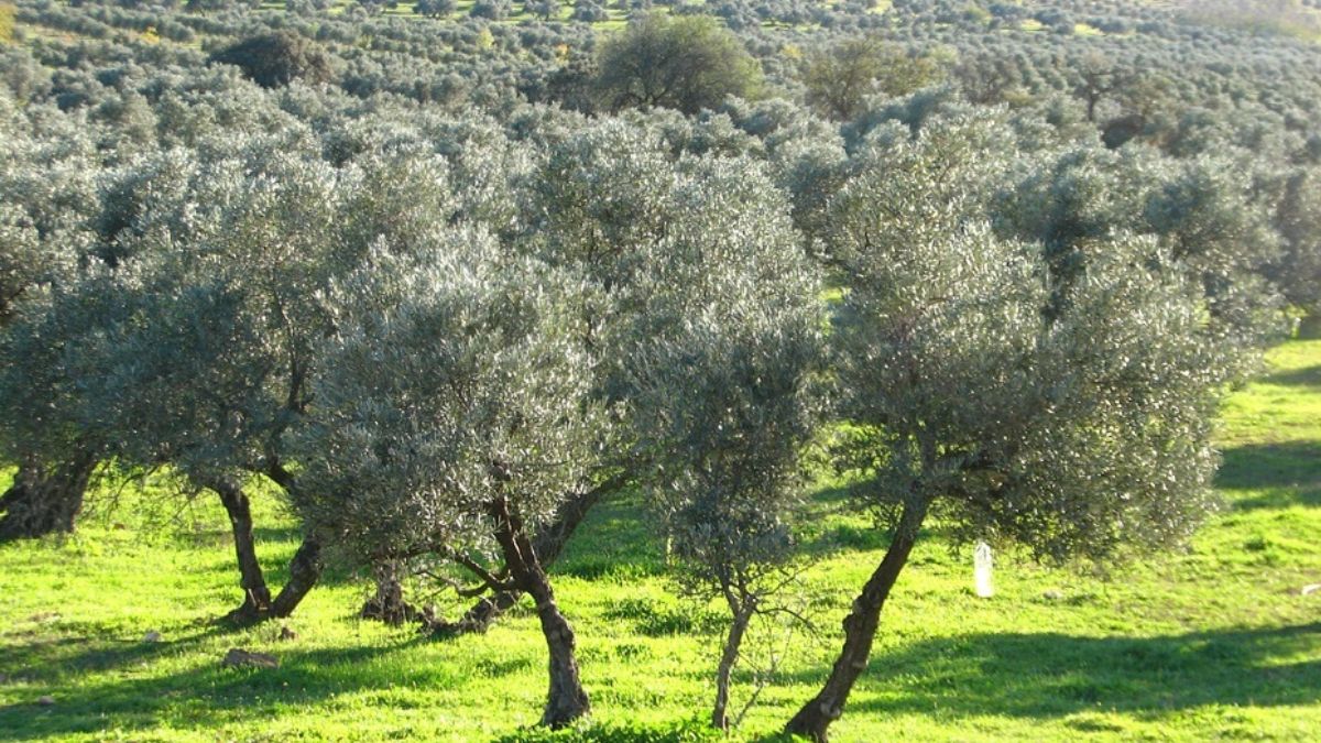 ‘Renovables forzosas’, el documental que alerta de la tala masiva de olivos centenarios