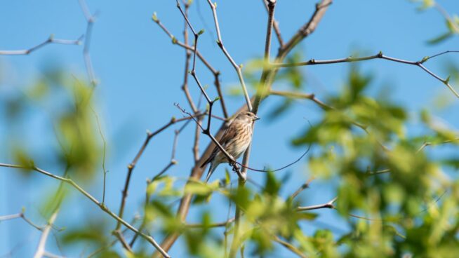 Zizek y los pájaros aplastados por el progreso