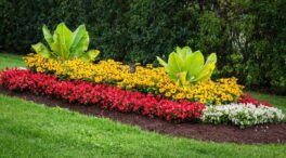 Cómo crear parterres de flores: guía fácil para un jardín espectacular
