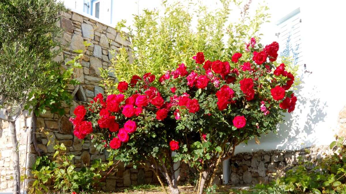 Beneficios de la piel de plátano en rosales: una guía para una floración abundante